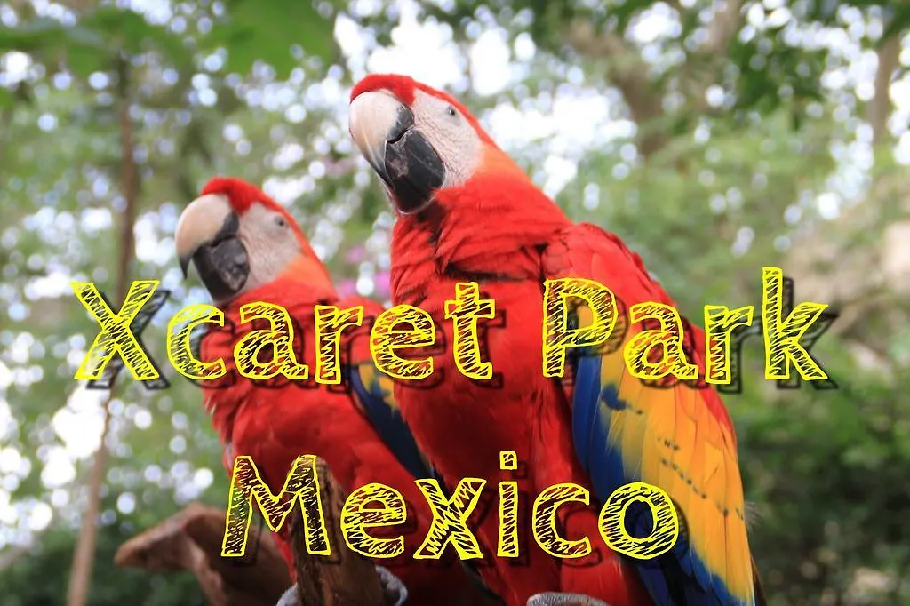 My House Mexico